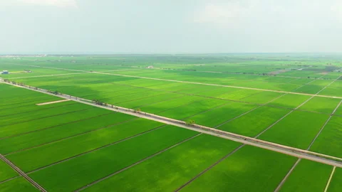 Sekinchan Country Road Paddy Fields Aerial Pull-Out Malaysia 4K 動画素材 332096166