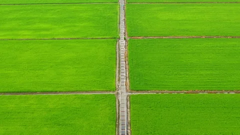 Sekinchan Irrigation Canal Paddy Fields Top-Down Aerial Malaysia 4K Stockbeeldmateriaal 332090076