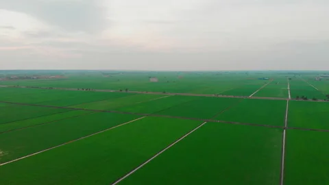 Sekinchan Rice Field Stockbeeldmateriaal 172322748