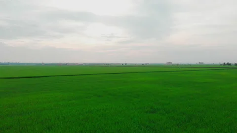Sekinchan Rice Field Stockbeeldmateriaal 172323905