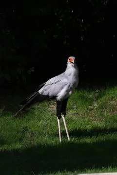 Sekretär Stock Photos