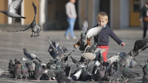 SEL Little child with teddy bear toy run to pigeons, bird flying and feeding Stock Footage 105986643