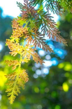 Selaginella argentea spring Stock Photos