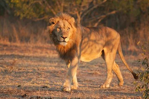 Selati Male Lion Stock Photos