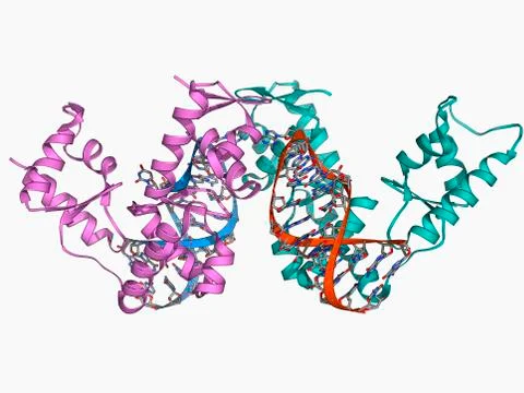 SelB elongation factor bound to RNA Illustrazione stock