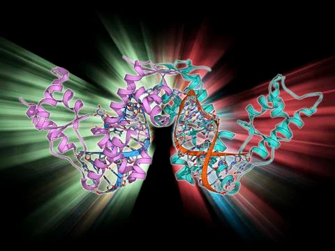 SelB elongation factor bound to RNA Illustrazione stock