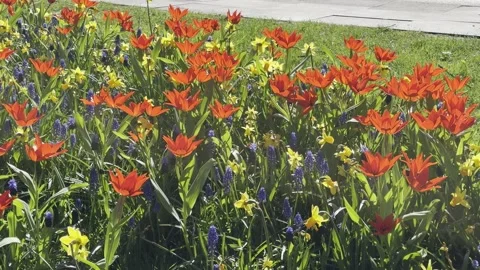 Selby Park Видео 334246739