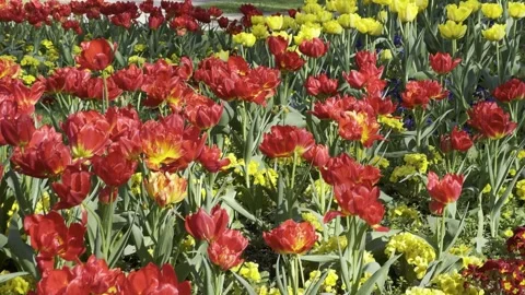 Selby Park Видео 334246749