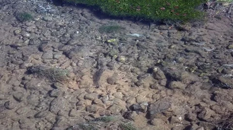 Sele river  Video stock 68990549