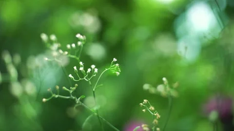 Select Focus and Close up Shaking Tiny Budding White Flower Stock Footage 153519873