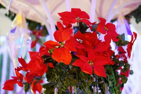 Select focus Christmas red artificial flower in white indoor 스톡 사진