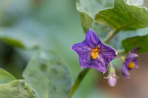 The Select focus Close up Thai Eggplant with flower on green leaf and tree wi Stock Photos
