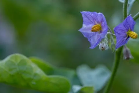 Select focus Close up Thai Eggplant with flower on green leaf and tree with b Stock Photos