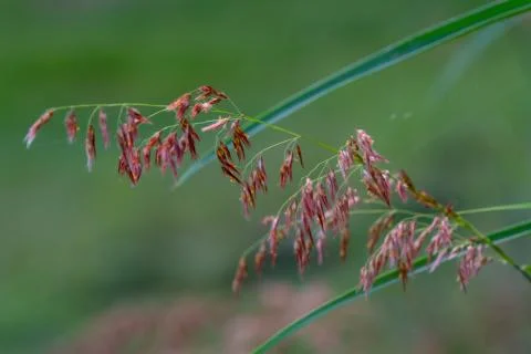 Select focus of grass flower with blur background Stock Photos