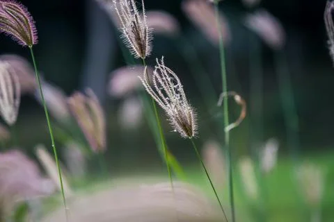 The Select focus of grass flower with blur background Stock Photos