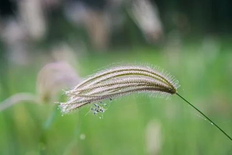 The Select focus of grass flower with blur background Stock Photos