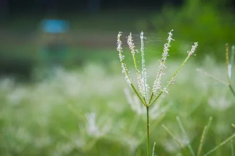 Select focus of grass flower with blur background Stock Photos