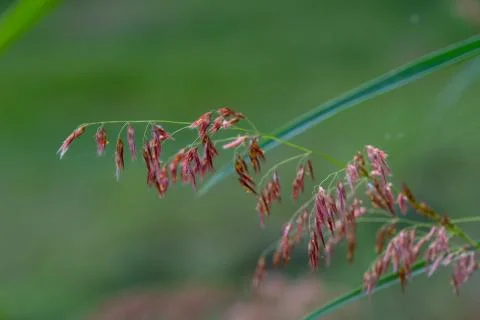 Select focus of grass flower with blur background Stock Photos