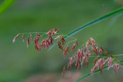 Select focus of grass flower with blur background Stock Photos
