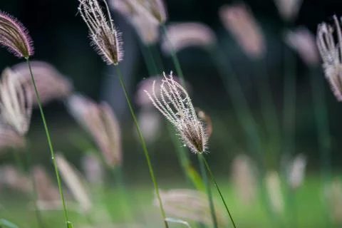 Select focus of grass flower with blur background Stock Photos