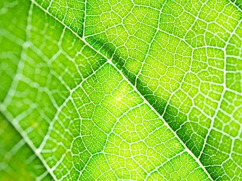 Select focus of green leaf texture macro and bleary of leaves texture.Useful 写真素材