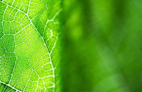 Select focus of green leaf texture macro and bleary of leaves texture.Useful Stock Photos