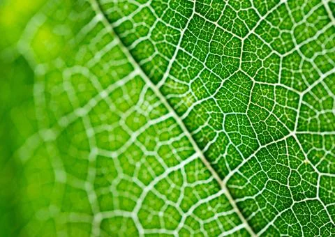 Select focus of green leaf texture macro and bleary of leaves texture.Useful Foto stock