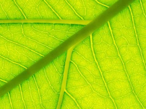 Select focus of green leaf texture macro and bleary of leaves texture.Useful Foto stock