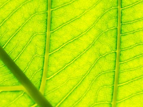 Select focus of green leaf texture macro and bleary of leaves texture.Useful Stock Photos