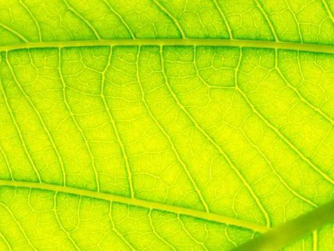 Select focus of green leaf texture macro and bleary of leaves texture.Useful 写真素材