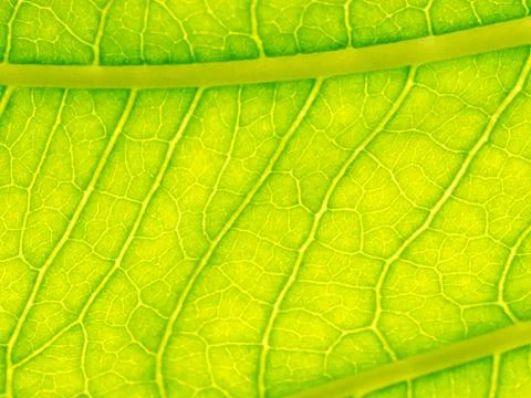 Select focus of green leaf texture macro and bleary of leaves texture.Useful Stock Photos