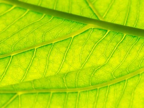 Select focus of green leaf texture macro and bleary of leaves texture.Useful 写真素材