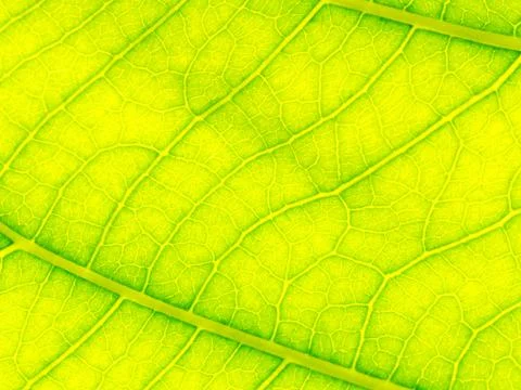 Select focus of green leaf texture macro and bleary of leaves texture.Useful  Foto stock