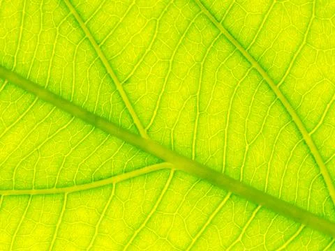 Select focus of green leaf texture macro and bleary of leaves texture.Useful  Foto stock
