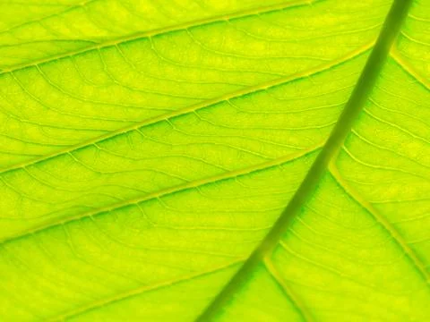 Select focus of green leaf texture macro and bleary of leaves texture.Useful  Stock Photos