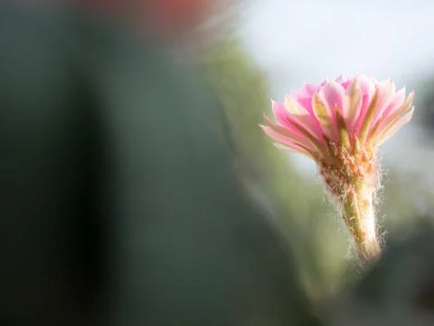 Select focus of pink cactus flower in the cactus garden Stock Photos