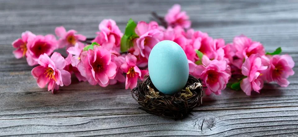 Select focus of a standing blue egg in nest with bright springtime pink cherr Foto stock