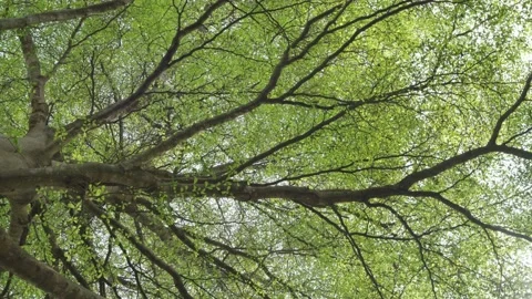 Select focus of trees bottom view at daylight. Stock Footage 234062378