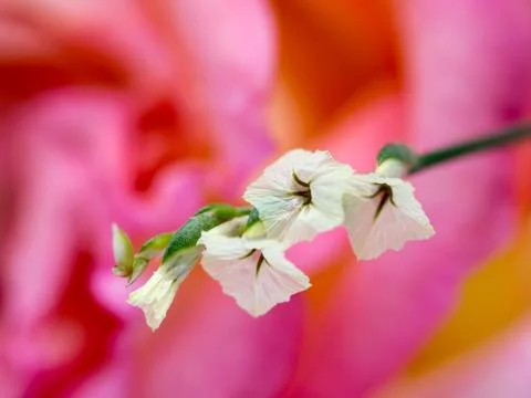Select focus of white limonium and blur pink rose in the background. nature b Stock Photos