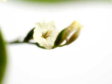 Select focus of white limonium and blur white limonium in the background. nat Stock Photos
