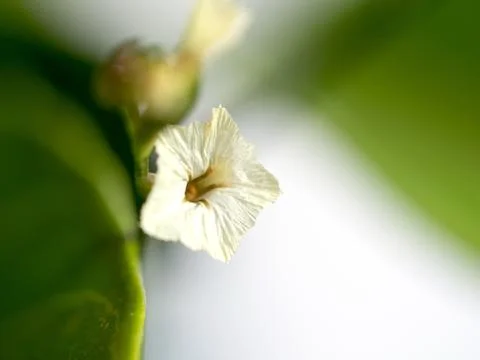 Select focus of white limonium and blur white limonium in the background. nat Foto stock