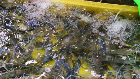 Select fresh river prawns in a tray at a seafood market in Thailand Stock Footage 307580032