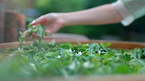 Select tea leaves and roasted tea Stock Footage 271611816