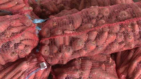 Selected carrots Packed in a net. Stock Footage 296086582