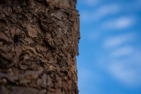 Selected focus Close up on termite infested wood pole with blue sky backgroun Stock Photos