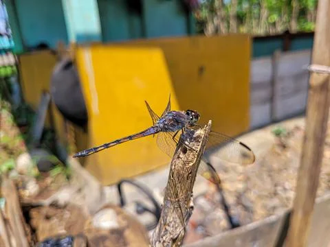 Selected focus Dragonfly or sibar sibar Stock Photos