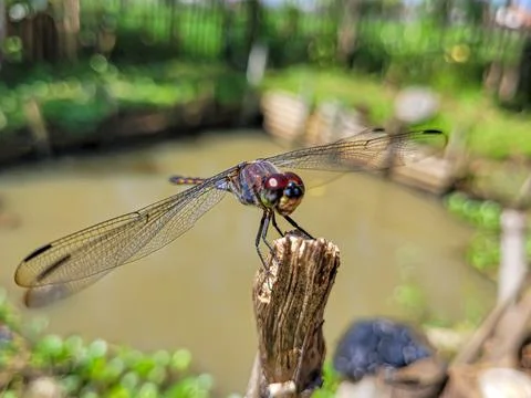 Selected focus Dragonfly or sibar sibar Stock Photos