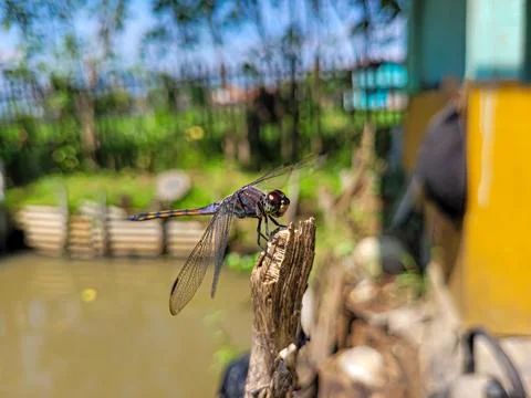 Selected focus Dragonfly or sibar sibar Stock Photos
