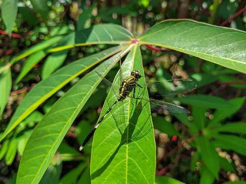 Selected focus Dragonfly or sibar sibar Stock Photos