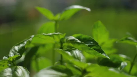 Selected focus of fresh basil leaves on nature background at warm sunny day Stock Footage 244734384